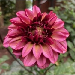 Dahlia Senior's Hope 