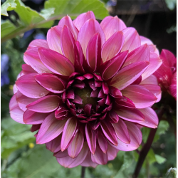 Dahlia Senior's Hope 