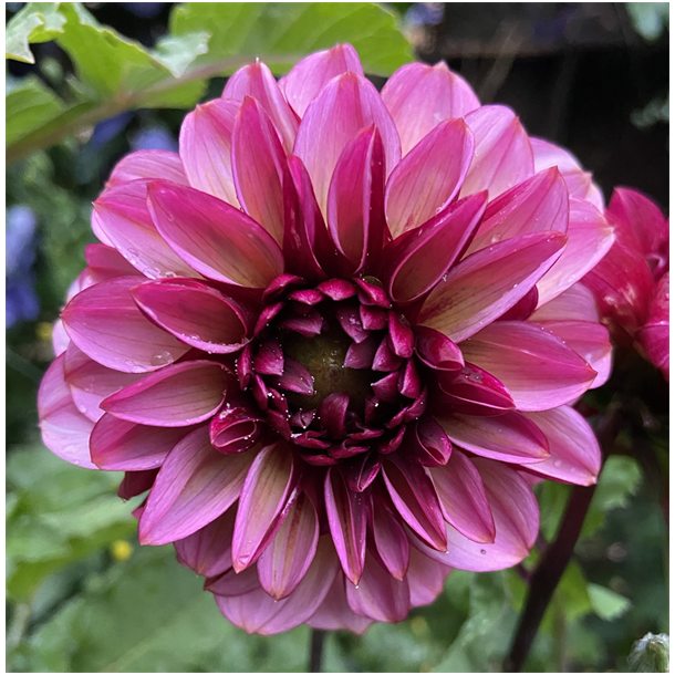 Dahlia Senior's Hope 