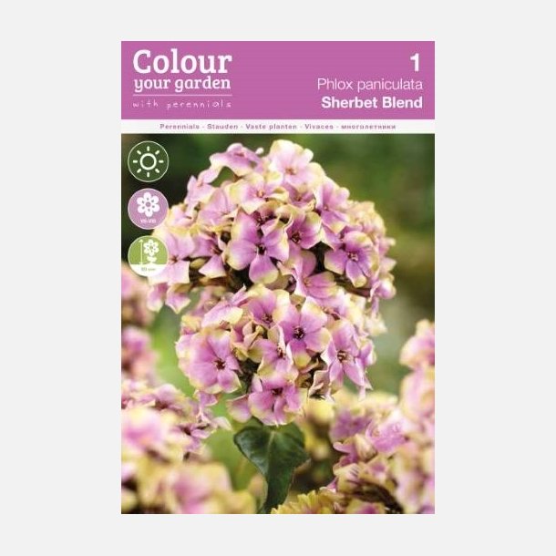 Phlox Sherbet Blend 