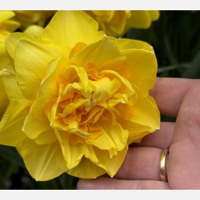 Narcis Sherborne 5 lg