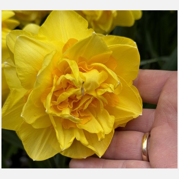 Narcis Sherborne 5 lg