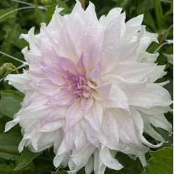 Dahlia Shiloh Noelle