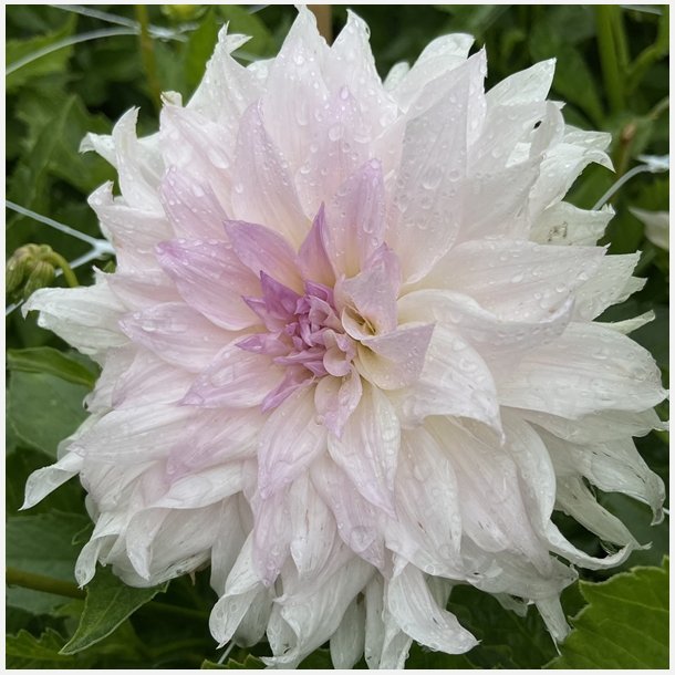 Dahlia Shiloh Noelle