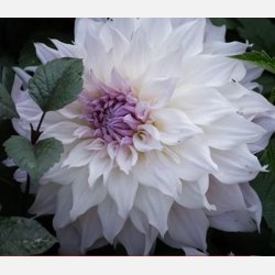 Dahlia Shiloh Noelle