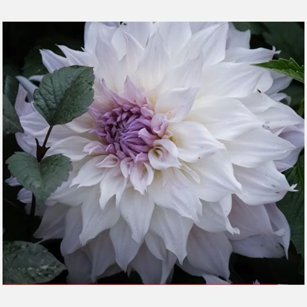 Dahlia Shiloh Noelle