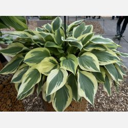 Hosta Silk Road