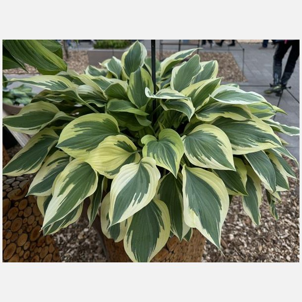 Hosta Silk Road