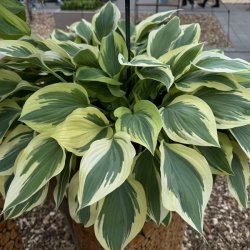 Hosta Silk Road