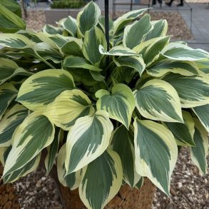 Hosta Silk Road