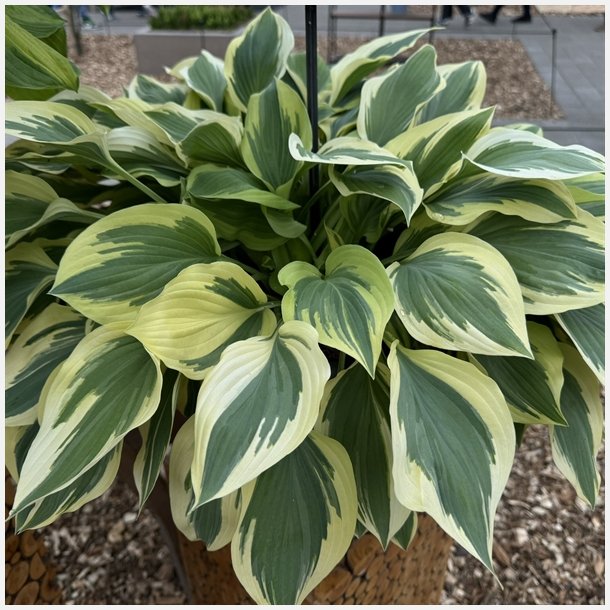 Hosta Silk Road