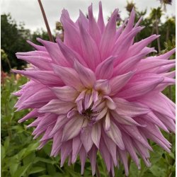 Dahlia Sir Alf Ramsey 