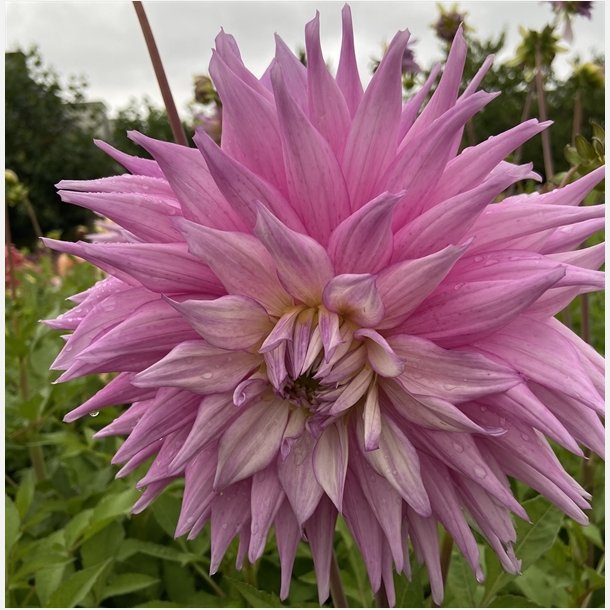 Dahlia Sir Alf Ramsey 