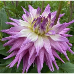 Dahlia Sir Alf Ramsey 