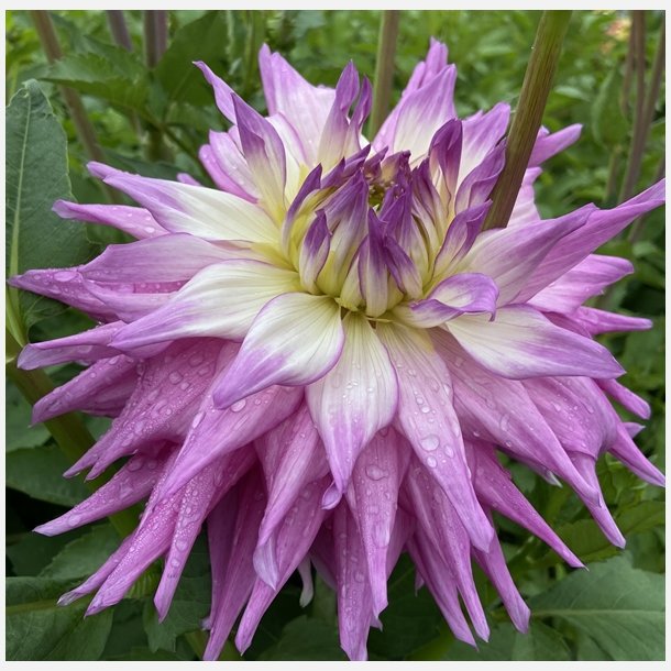 Dahlia Sir Alf Ramsey 