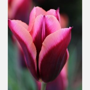 Tulipan Muvota/Slawa 8 lg 