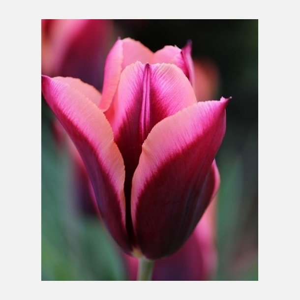 Tulipan Muvota 8 lg 