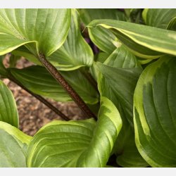 Hosta Sorbet