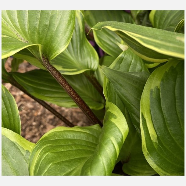 Hosta Sorbet