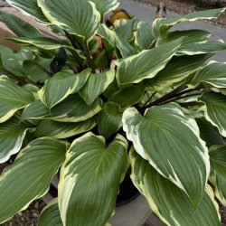 Hosta Sorbet