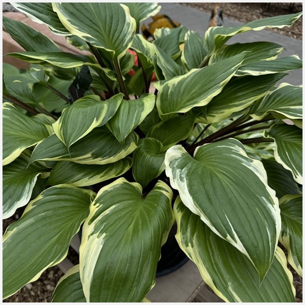 Hosta Sorbet