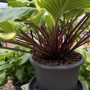 Hosta Sorbet