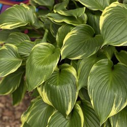 Hosta Sorbet