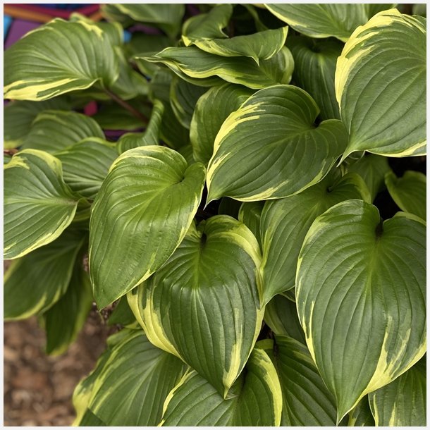 Hosta Sorbet