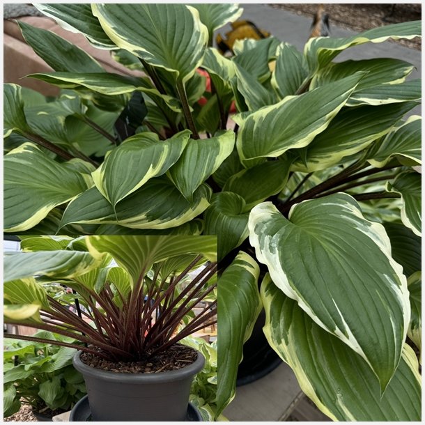 Hosta Sorbet