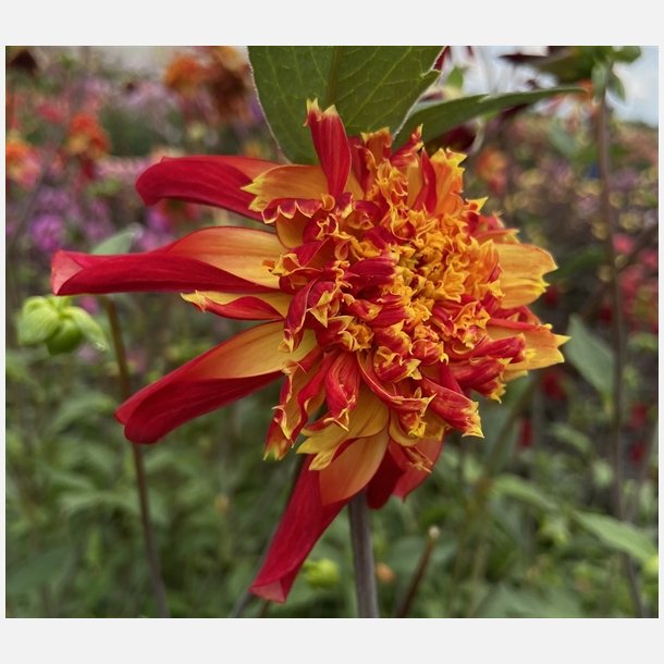 Dahlia Octopus Sparkle
