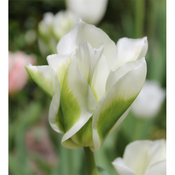 Tulipan Spring Green 8 lg