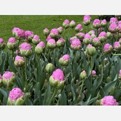 Tulipan Strawberry Cream 5 lg