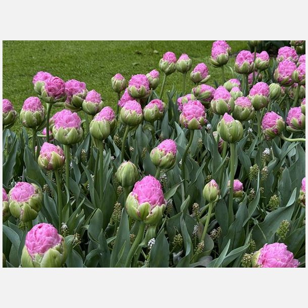 Tulipan Strawberry Cream 5 lg