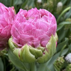 Tulipan Strawberry Cream 5 lg