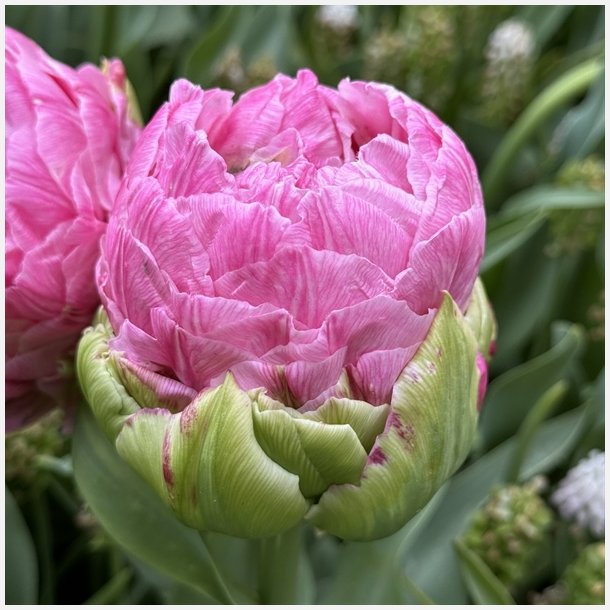 Tulipan Strawberry Cream 5 lg