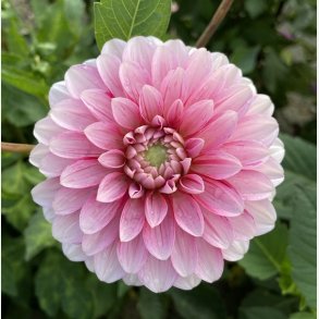 Dahlia Strawberry Cream 