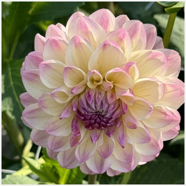 Dahlia Sturm Kika