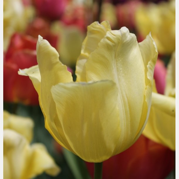 Tulipan Sunny Prince 6 lg