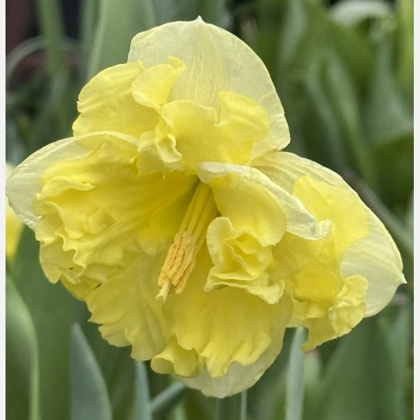 Narcis Sunny Side Up 4 lg