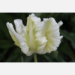 Tulipan Super Parrot 6 lg