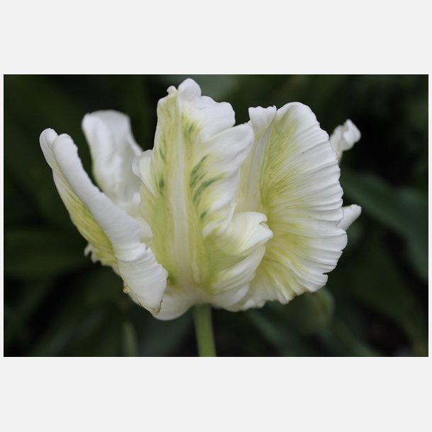 Tulipan Super Parrot 6 lg