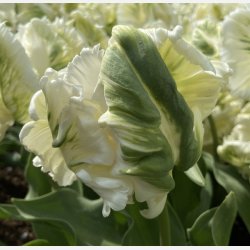 Tulipan Super Parrot 6 lg