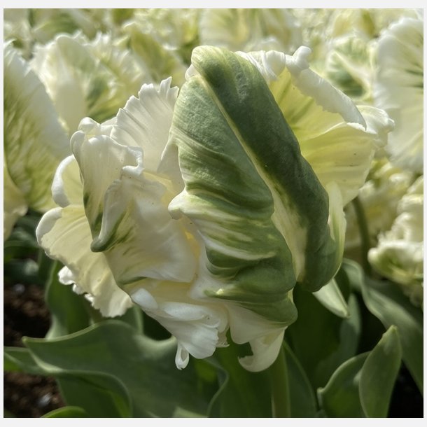 Tulipan Super Parrot 6 lg