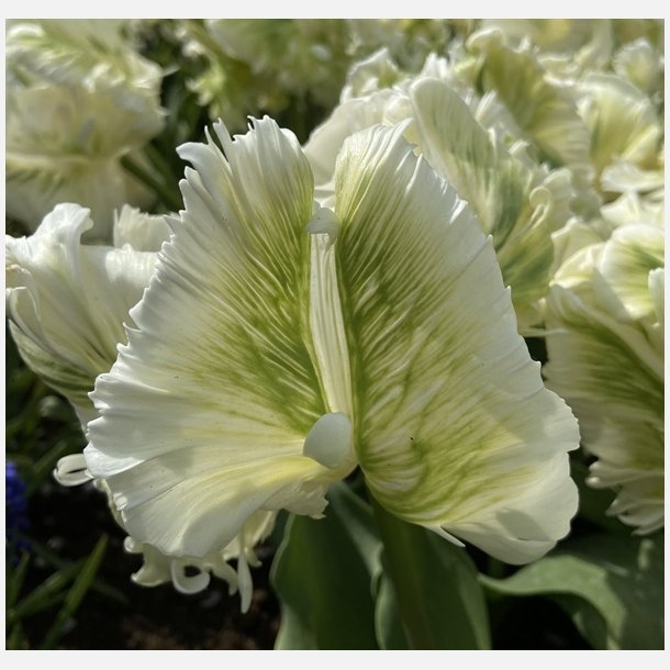 Tulipan Super Parrot 6 lg