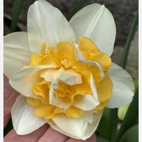 Narcis Sweet Desire 5 lg