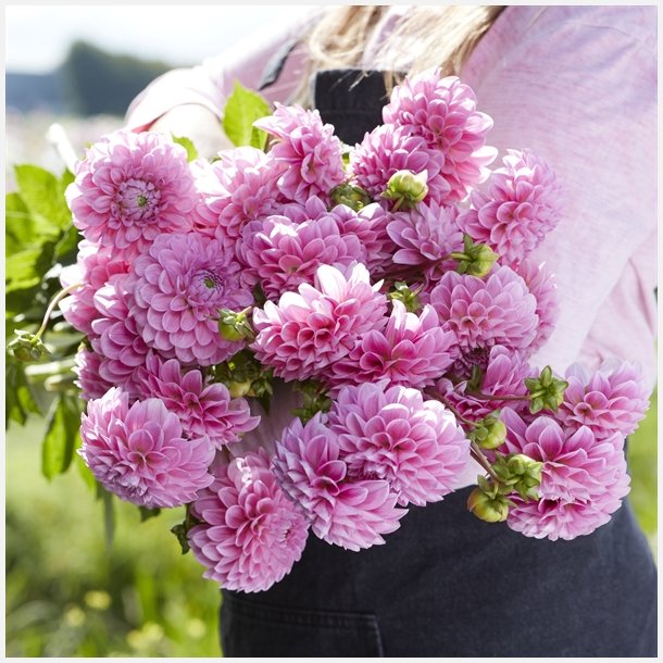 Dahlia Sweet Fabienne 