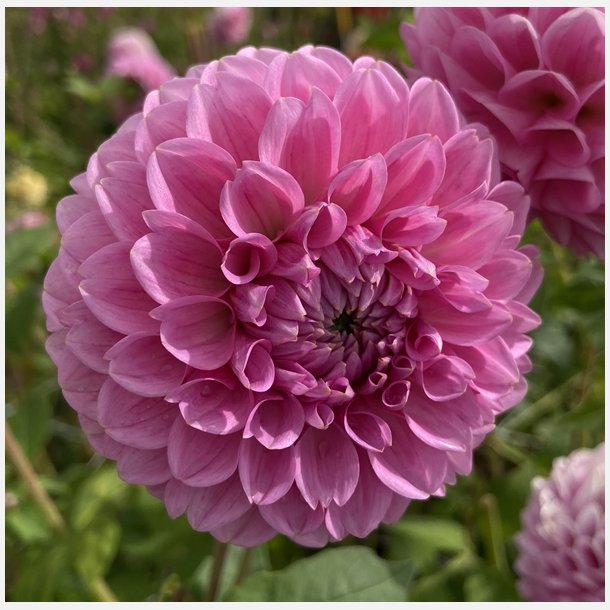 Dahlia Sweet Fabienne 