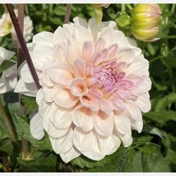 Dahlia Sweet Nathalie 