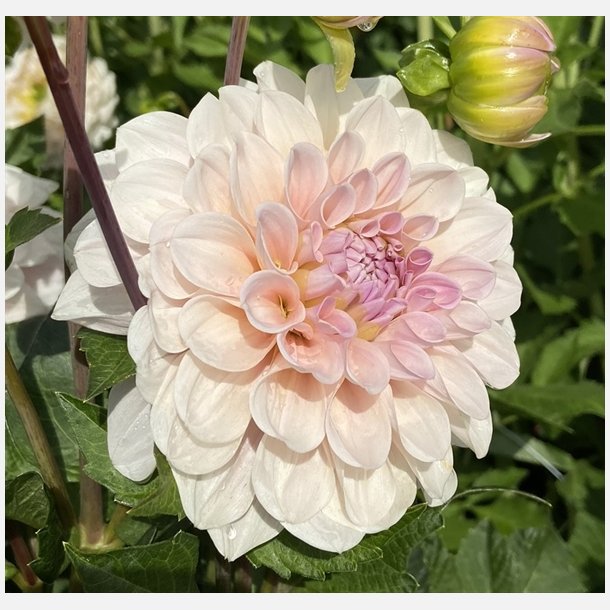 Dahlia Sweet Nathalie 