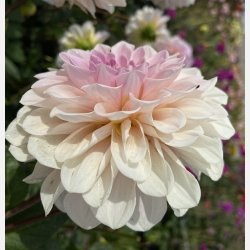 Dahlia Sweet Nathalie 